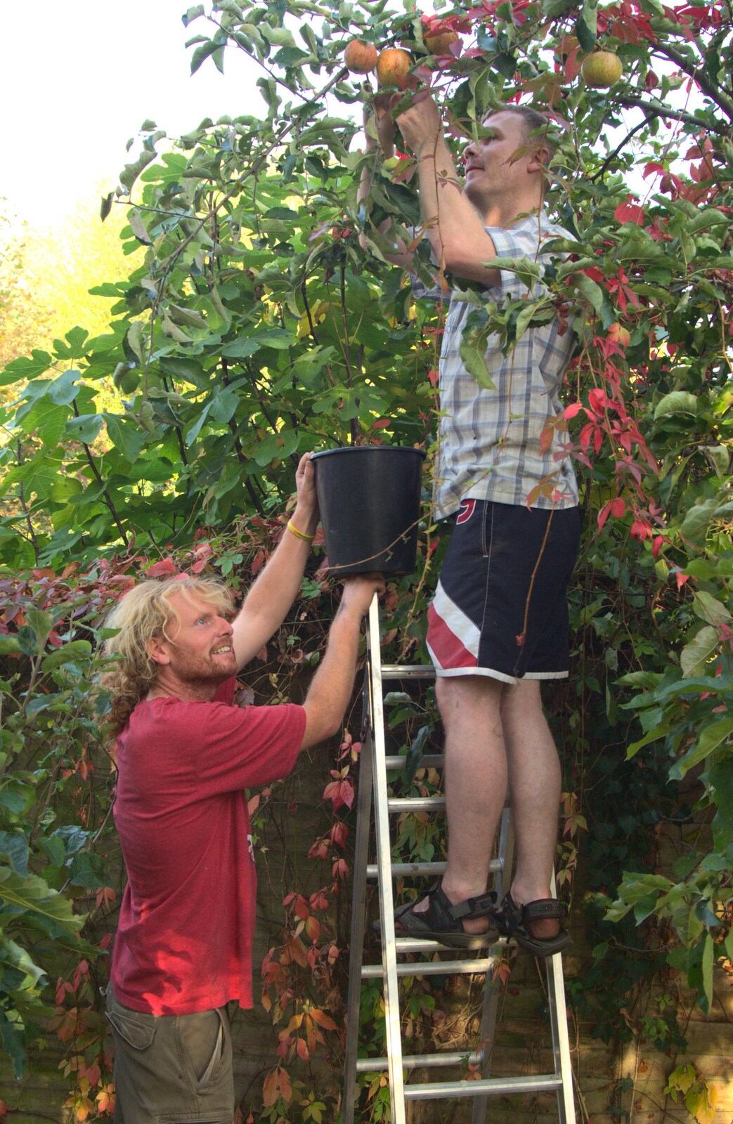 Wavy holds a bucket as Mike's up a ladder from An Apple-Picking Heatwave, and Other Stories, London and Brome, Suffolk - 2nd October 2011