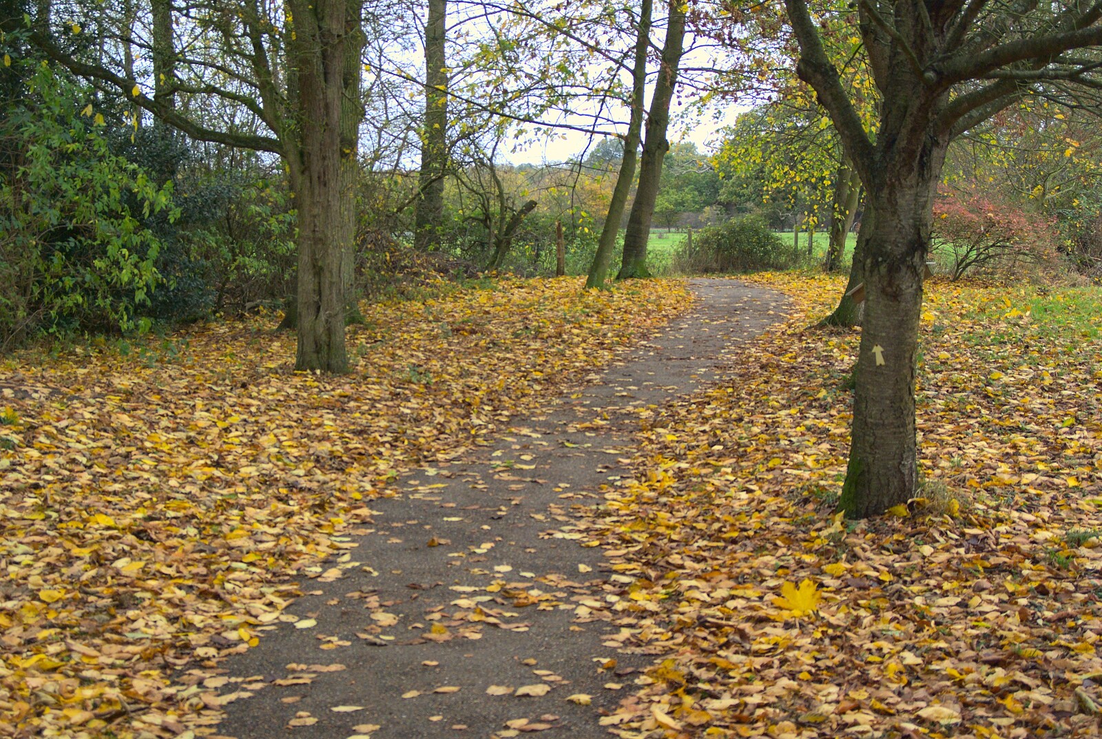 A leafy autumnal path through Thornham Walks from Autumn in Thornham Estate, Thornham, Suffolk - 6th November 2011