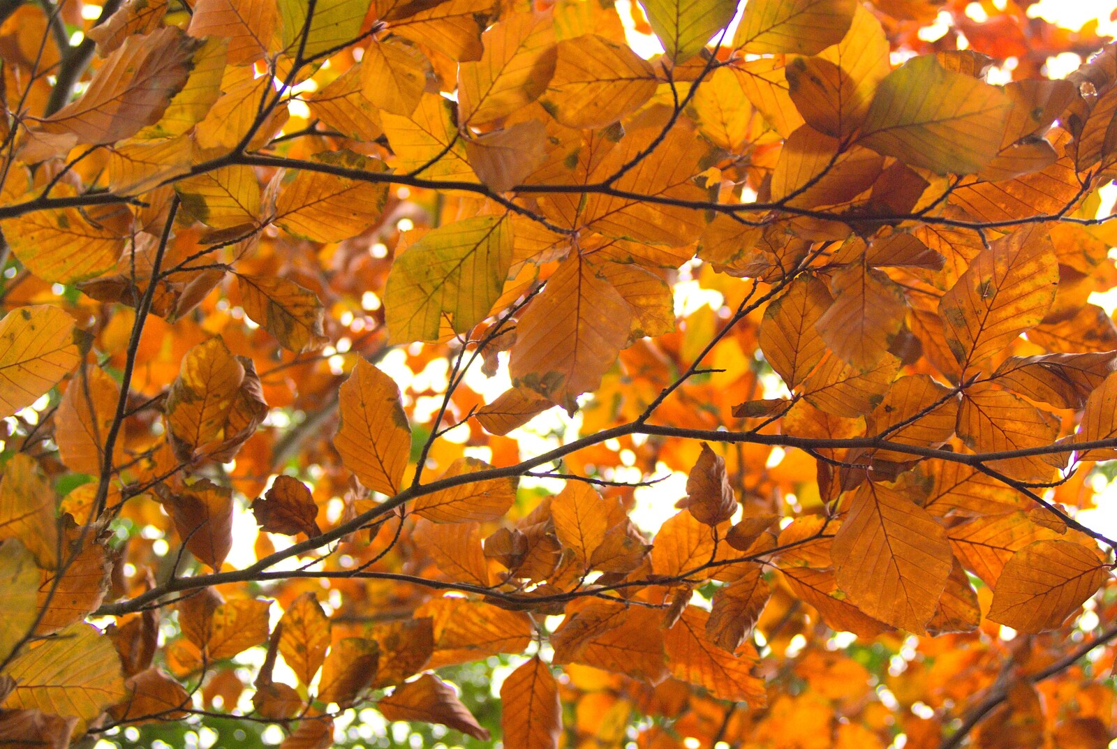 Golden Autumn leaves from Autumn in Thornham Estate, Thornham, Suffolk - 6th November 2011