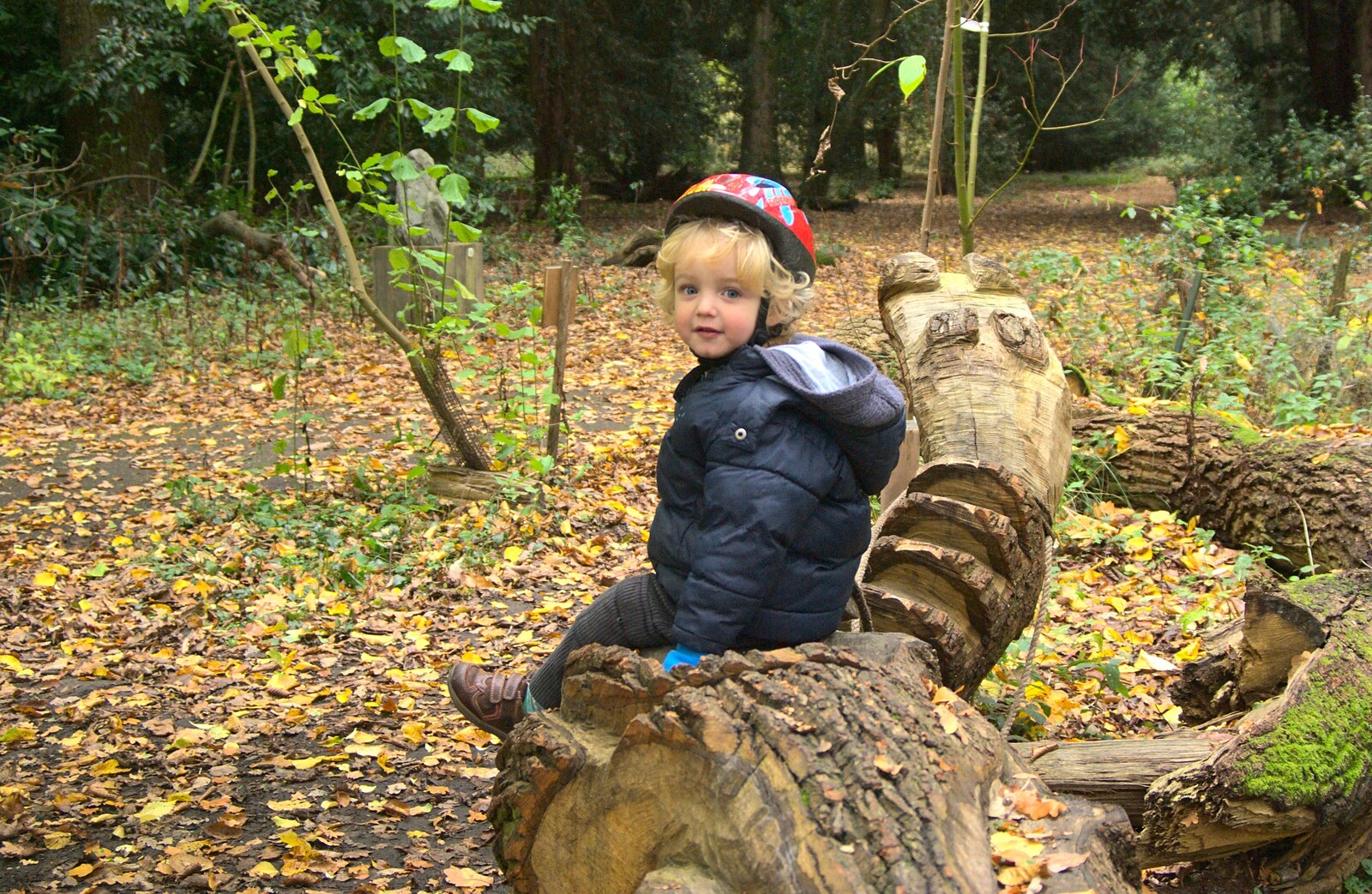 Fred sits on a dragon tree from Autumn in Thornham Estate, Thornham, Suffolk - 6th November 2011