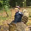 Fred sits on a dragon tree, Autumn in Thornham Estate, Thornham, Suffolk - 6th November 2011