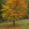 Burnt red and gold, Autumn in Thornham Estate, Thornham, Suffolk - 6th November 2011