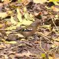 Some sort of finch, Autumn in Thornham Estate, Thornham, Suffolk - 6th November 2011