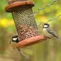 A nice pair of tits, Autumn in Thornham Estate, Thornham, Suffolk - 6th November 2011