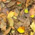 More autumn leaves, Autumn in Thornham Estate, Thornham, Suffolk - 6th November 2011