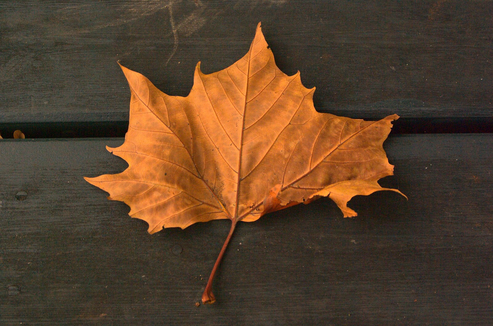A golden leaf from Autumn in Thornham Estate, Thornham, Suffolk - 6th November 2011