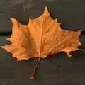 A golden leaf, Autumn in Thornham Estate, Thornham, Suffolk - 6th November 2011