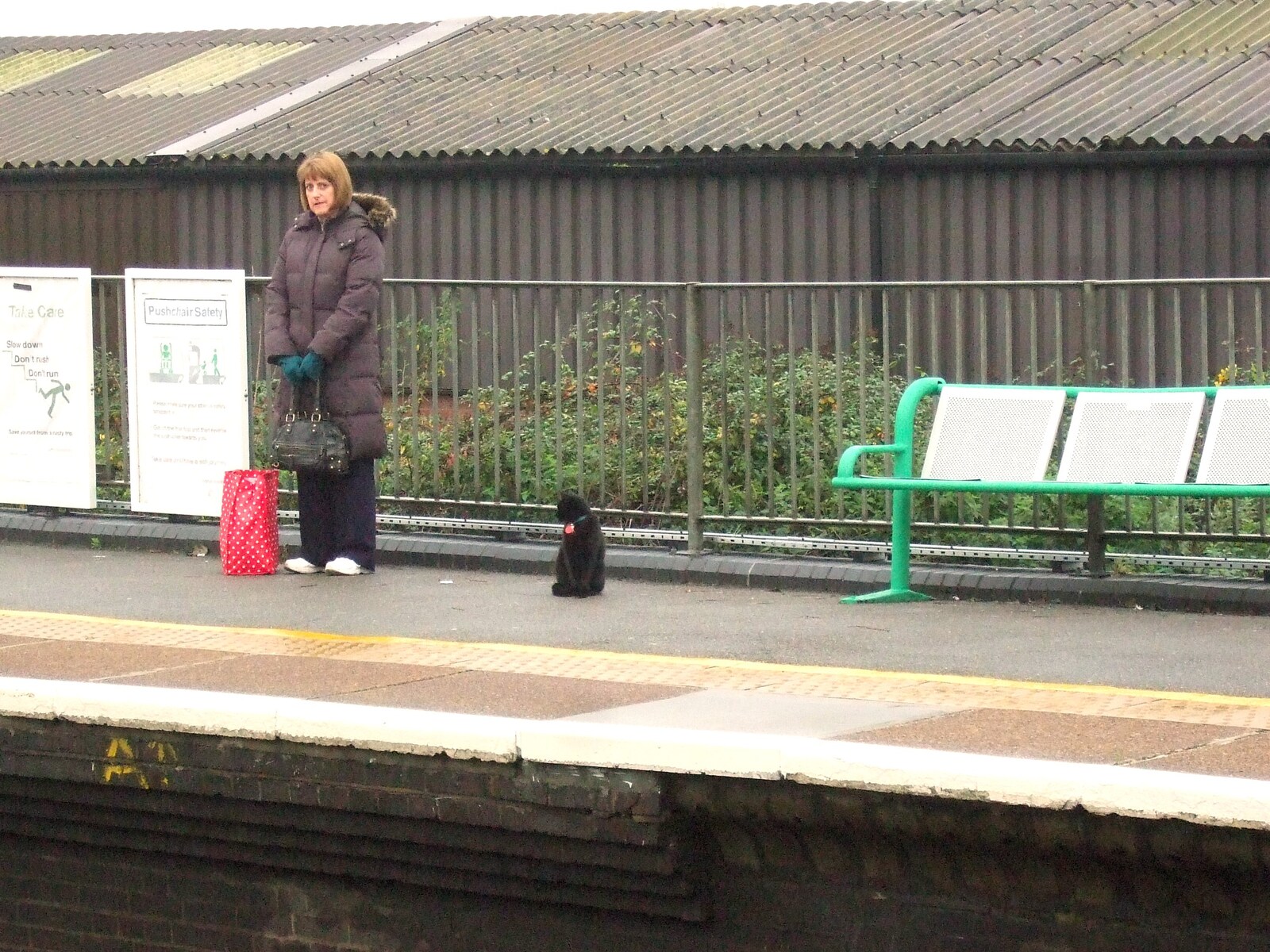 Station Cat waits for a train on platform 2 from London Demonstration and a November Miscellany, London and Brome, Suffolk - 12th November 2011