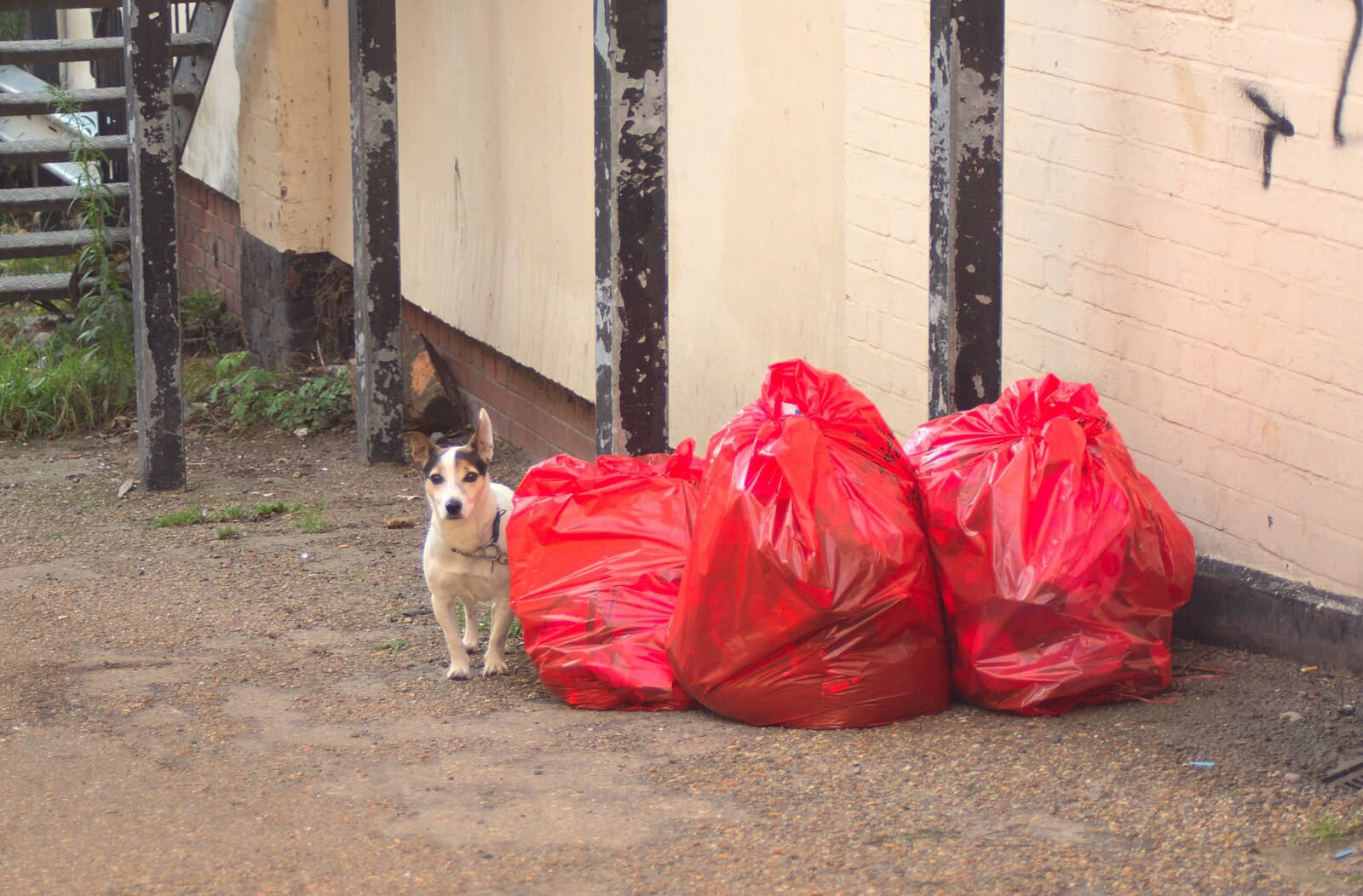 A small dog waits by some sacks of rubbish from The NCT Sale and a Walk in the Woods, Bressingham and Thornham, Norfolk and Suffolk - 27th November 2011