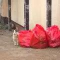 A small dog waits by some sacks of rubbish, The NCT Sale and a Walk in the Woods, Bressingham and Thornham, Norfolk and Suffolk - 27th November 2011