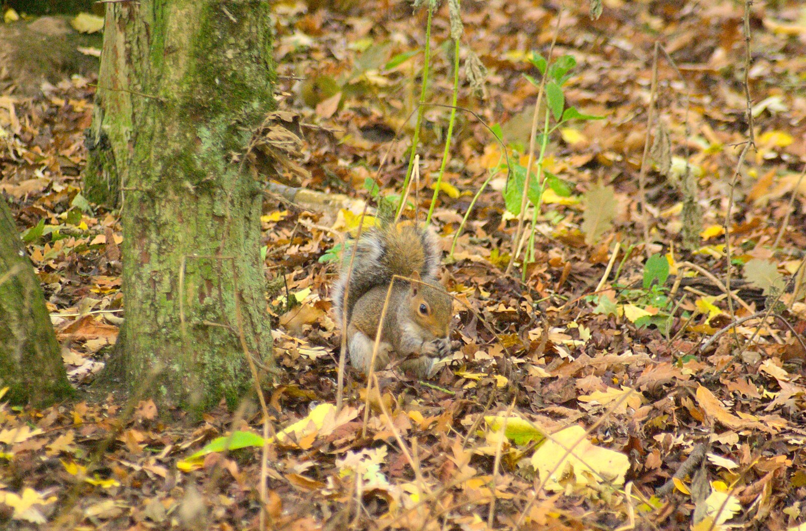 A squirrel pauses with a nut from The NCT Sale and a Walk in the Woods, Bressingham and Thornham, Norfolk and Suffolk - 27th November 2011