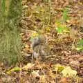 A squirrel pauses with a nut, The NCT Sale and a Walk in the Woods, Bressingham and Thornham, Norfolk and Suffolk - 27th November 2011