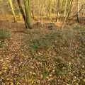 A carpet of autumn, The NCT Sale and a Walk in the Woods, Bressingham and Thornham, Norfolk and Suffolk - 27th November 2011