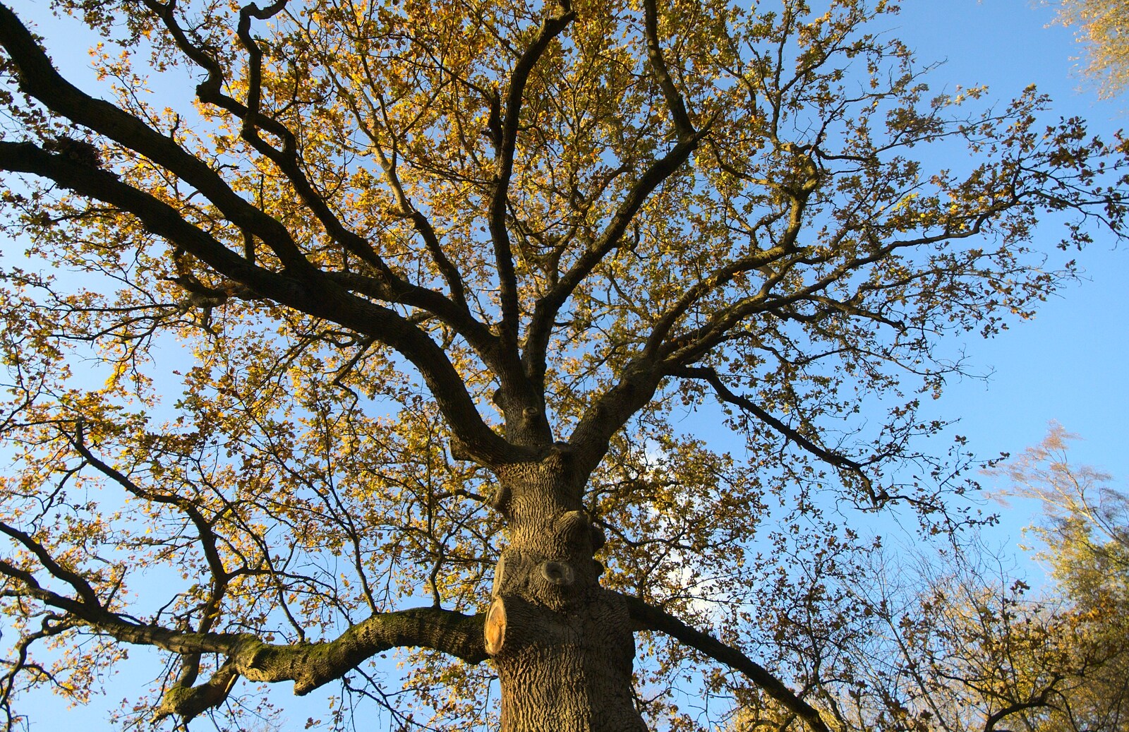 Big autumn tree from The NCT Sale and a Walk in the Woods, Bressingham and Thornham, Norfolk and Suffolk - 27th November 2011