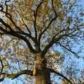 Big autumn tree, The NCT Sale and a Walk in the Woods, Bressingham and Thornham, Norfolk and Suffolk - 27th November 2011