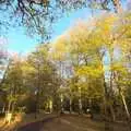 The woods of Thornham, The NCT Sale and a Walk in the Woods, Bressingham and Thornham, Norfolk and Suffolk - 27th November 2011