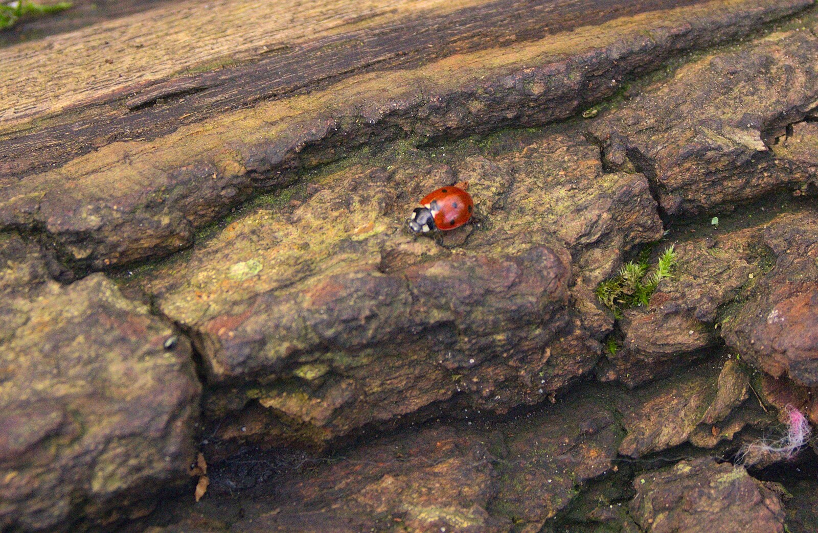 There's a ladybird on a log from A Boxing Day Walk, and a Trip to the Beach, Thornham and Southwold, Suffolk - 26th December 2011