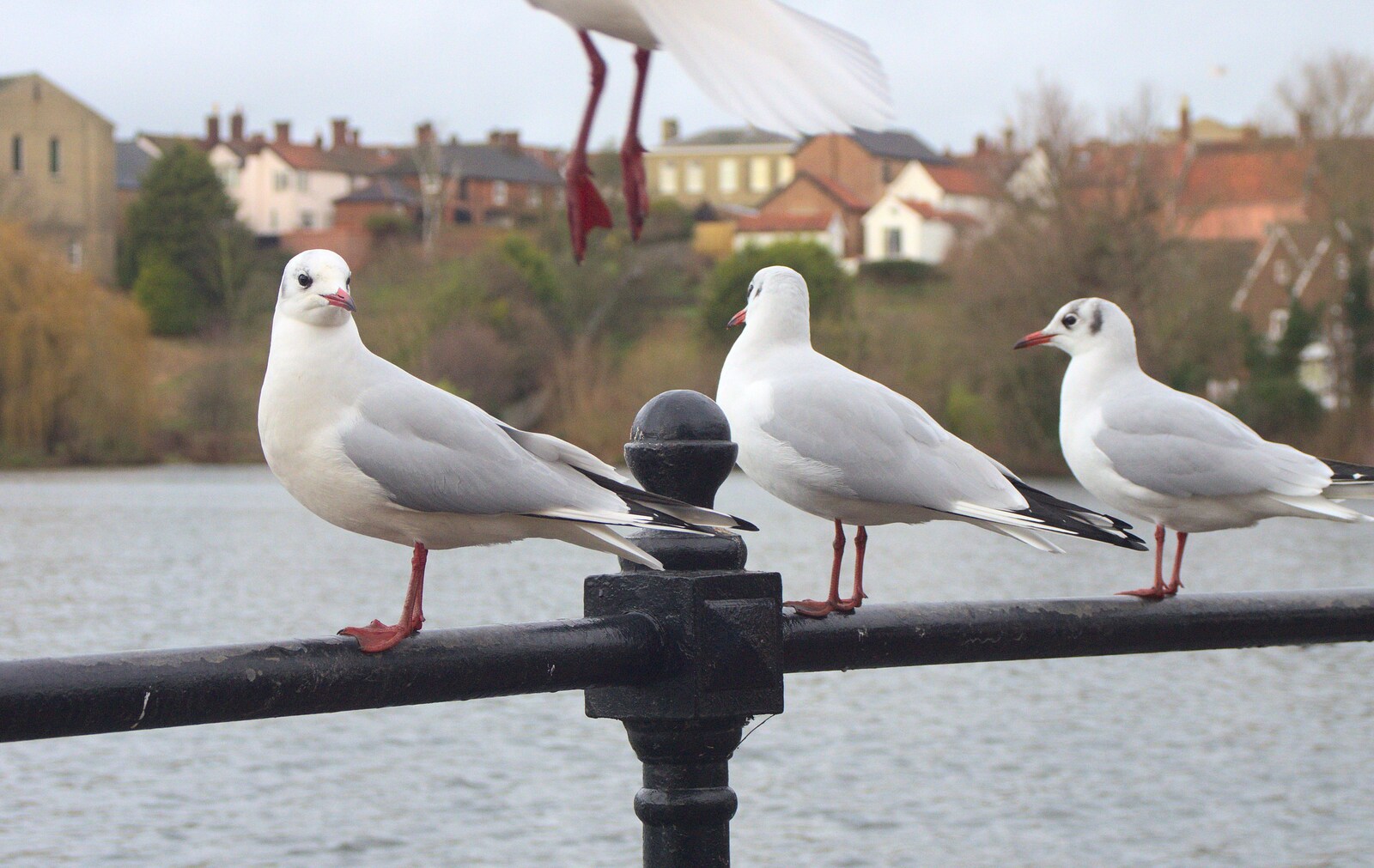 Gulls on the railings by the Mere from Pizza Express with Grandad, Bury St. Edmunds, Suffolk - 29th December 2011