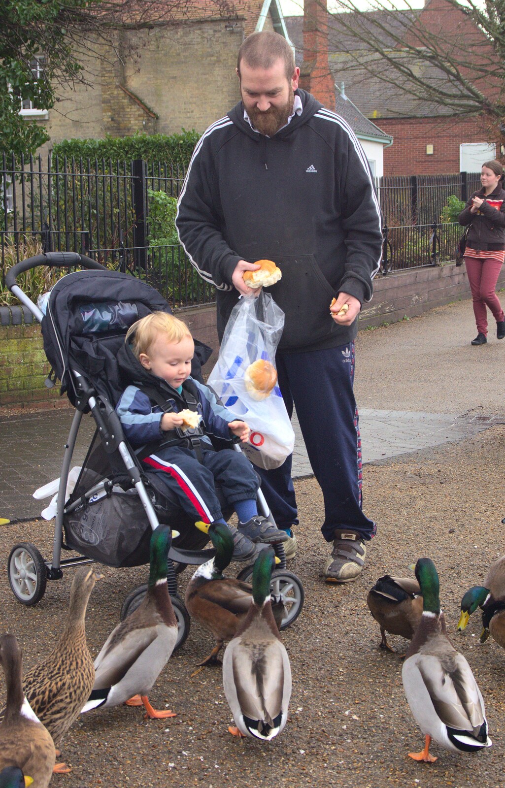 A child in a buggy is mobbed by ducks from Pizza Express with Grandad, Bury St. Edmunds, Suffolk - 29th December 2011
