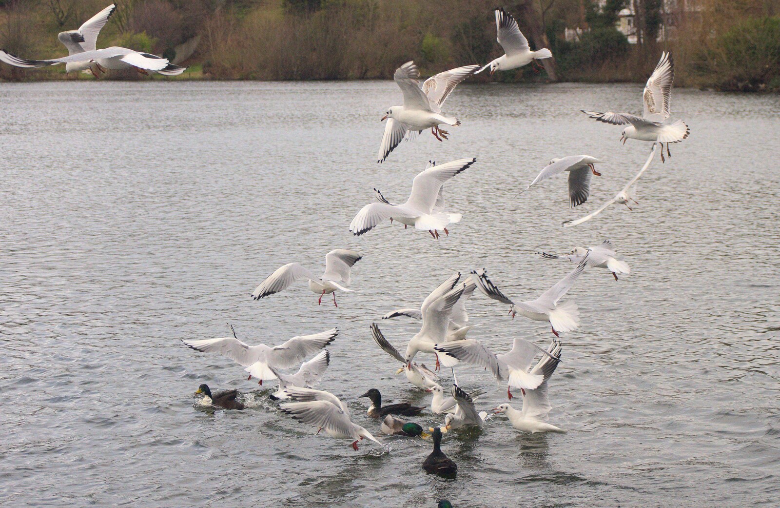 There's a frenzy of gull activity on the Mere from Pizza Express with Grandad, Bury St. Edmunds, Suffolk - 29th December 2011
