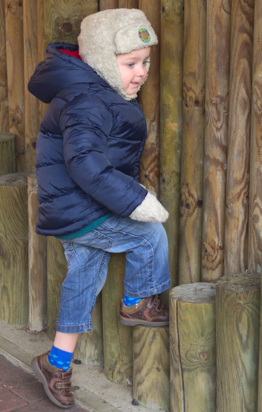 Fred climbs up on some logs from Trips to Banham Zoo and Norwich, Norfolk - 2nd January 2012