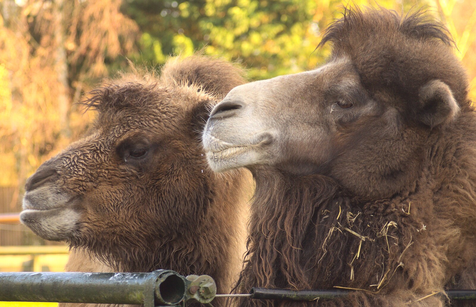 A couple of camels discuss the day's events from Trips to Banham Zoo and Norwich, Norfolk - 2nd January 2012