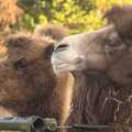 2012 A couple of camels discuss the day's events