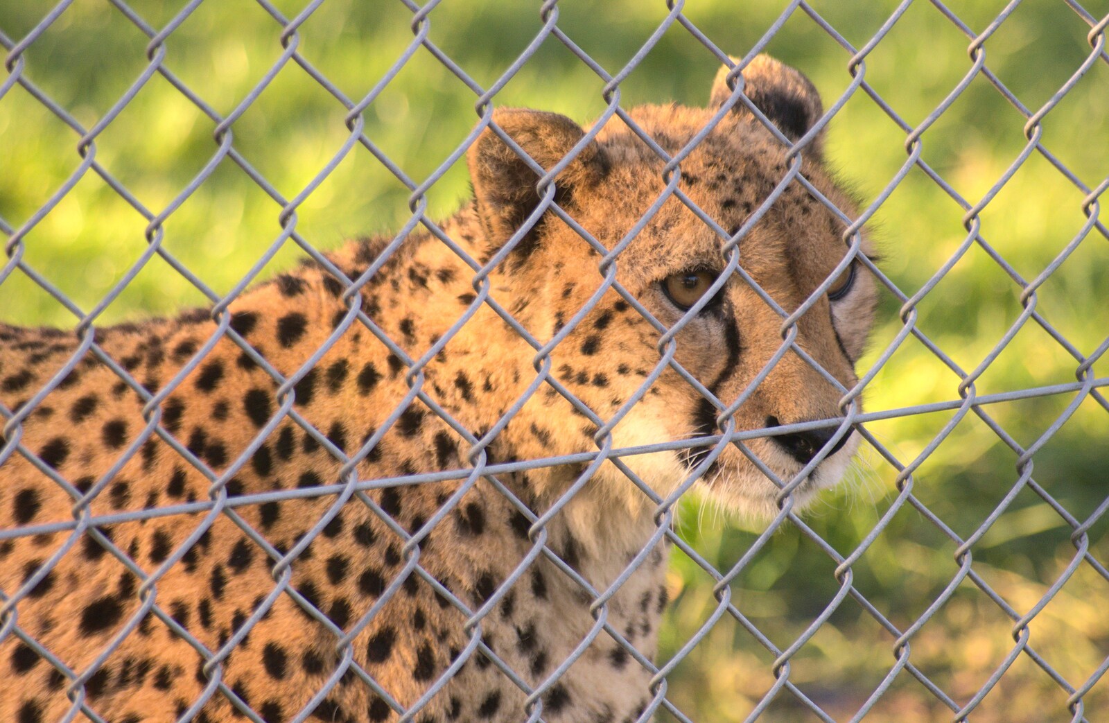 A cheetah stares through a fence from Trips to Banham Zoo and Norwich, Norfolk - 2nd January 2012