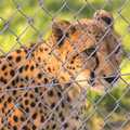 2012 A cheetah stares through a fence