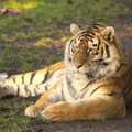 2012 A big, furry, stripey tiger