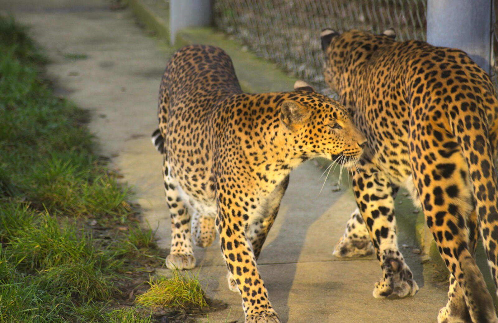 A couple of leopards from Trips to Banham Zoo and Norwich, Norfolk - 2nd January 2012