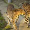 2012 A couple of leopards