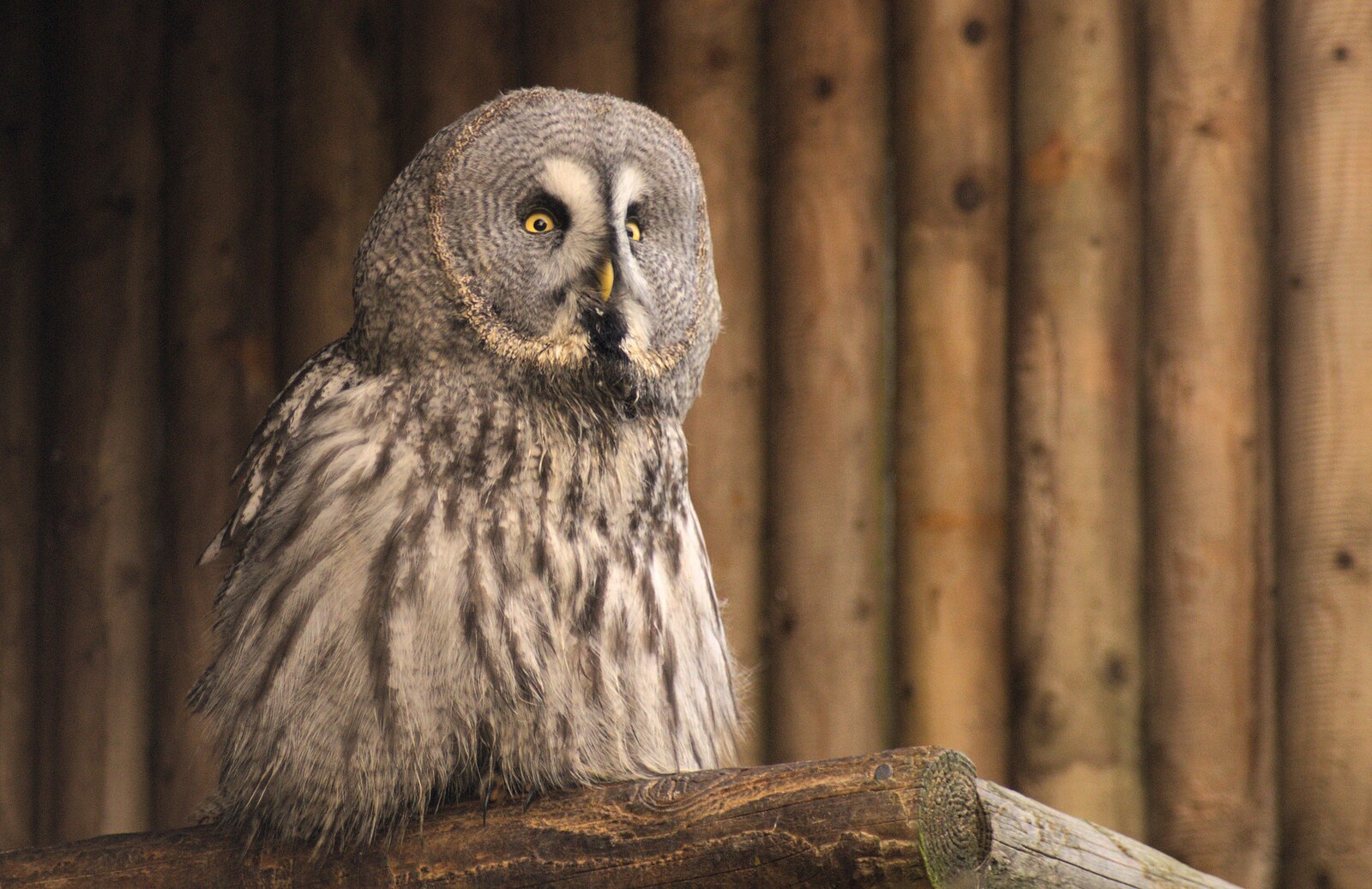 A big grey owl from Trips to Banham Zoo and Norwich, Norfolk - 2nd January 2012