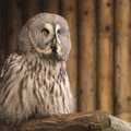 A big grey owl, Trips to Banham Zoo and Norwich, Norfolk - 2nd January 2012