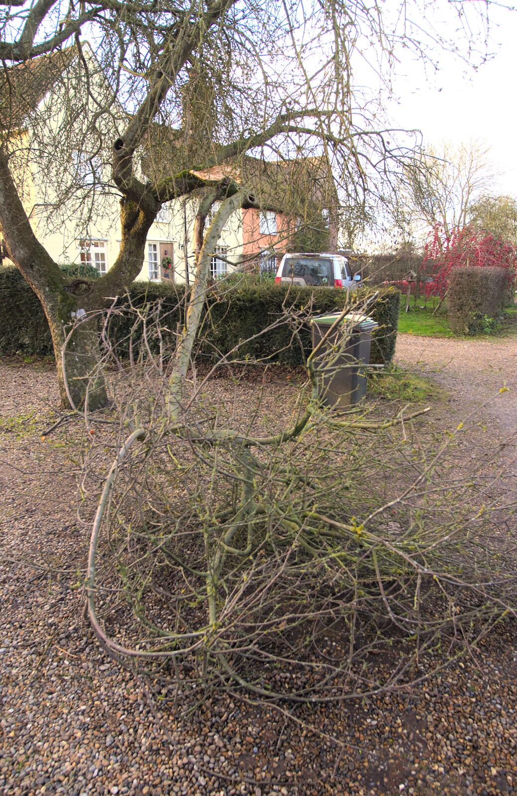 A Day in Dublin, Ireland - 7th January 2012: The broken apple tree