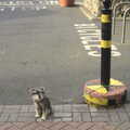 A small dog on a string, by the Blackrock Centre, A Morning in Blackrock, County Dublin, Ireland - 8th January 2012