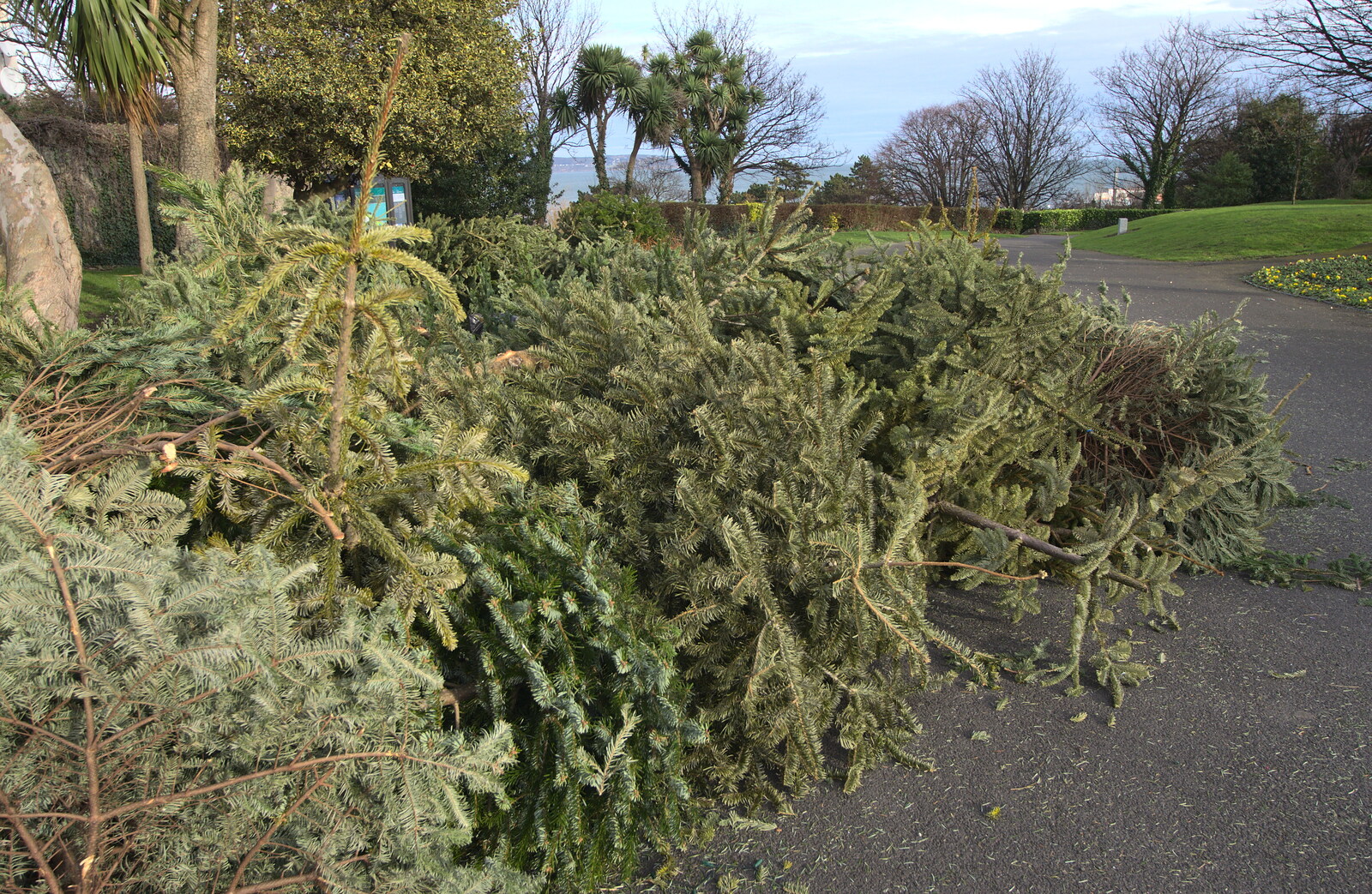 A pile of Christmas trees for recycling from A Morning in Blackrock, County Dublin, Ireland - 8th January 2012