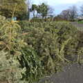 A pile of Christmas trees for recycling, A Morning in Blackrock, County Dublin, Ireland - 8th January 2012