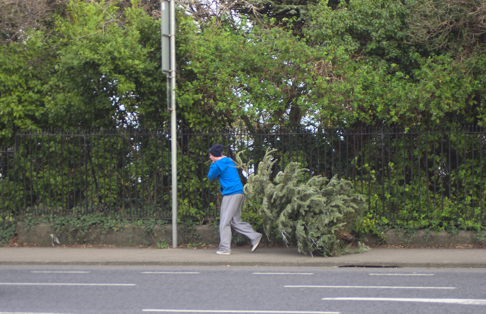 Some dude takes a Christmas Tree for a walk from A Morning in Blackrock, County Dublin, Ireland - 8th January 2012