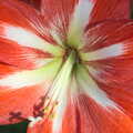 Amaryllis stamens are lit up by winter sunshine, The Bump, TouchType at Nandos, and Isobel does London - 3rd February 2012