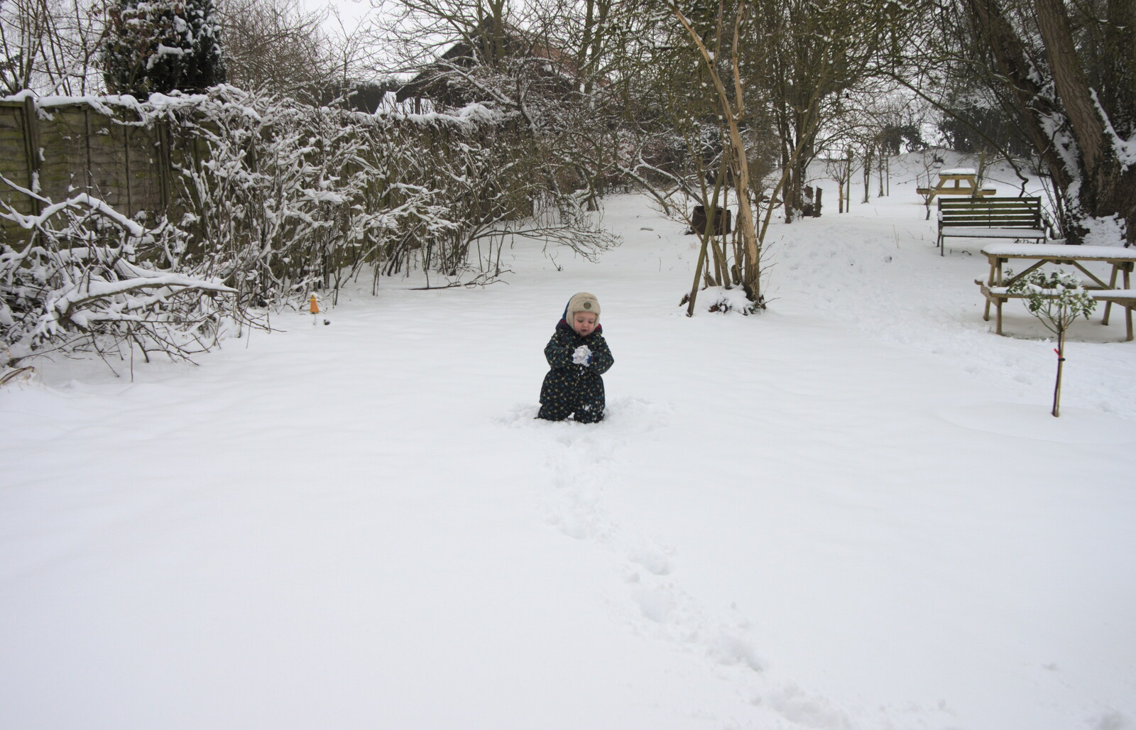Fred trundles around and makes a snowball from A Snowy February Miscellany, Suffolk - 7th February 2012
