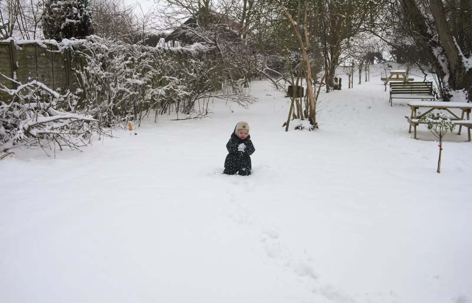 Fred trundles around and makes a snowball, from A Snowy February Miscellany, Suffolk - 7th February 2012