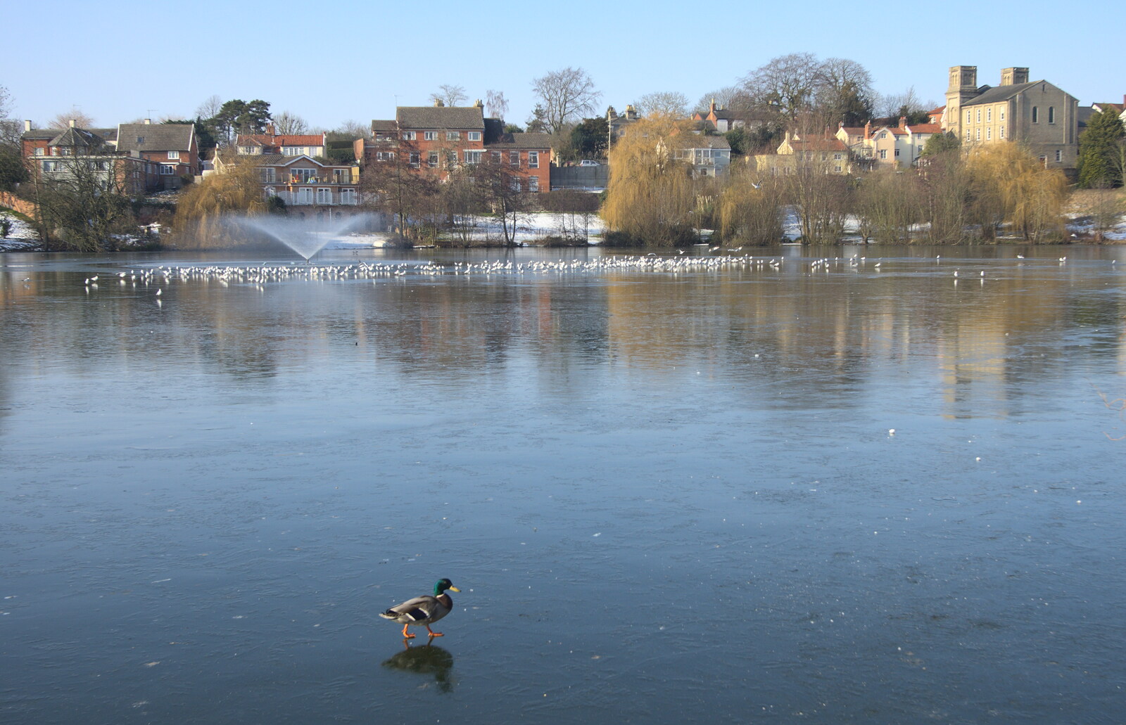 A duck waddles on the frozen Mere from A Snowy February Miscellany, Suffolk - 7th February 2012