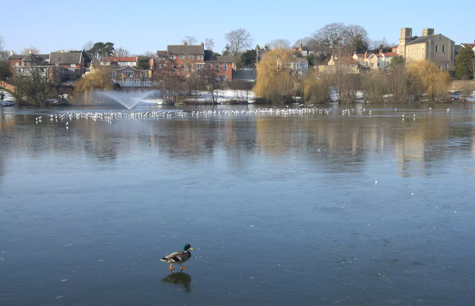 A duck waddles on the frozen Mere, from A Snowy February Miscellany, Suffolk - 7th February 2012