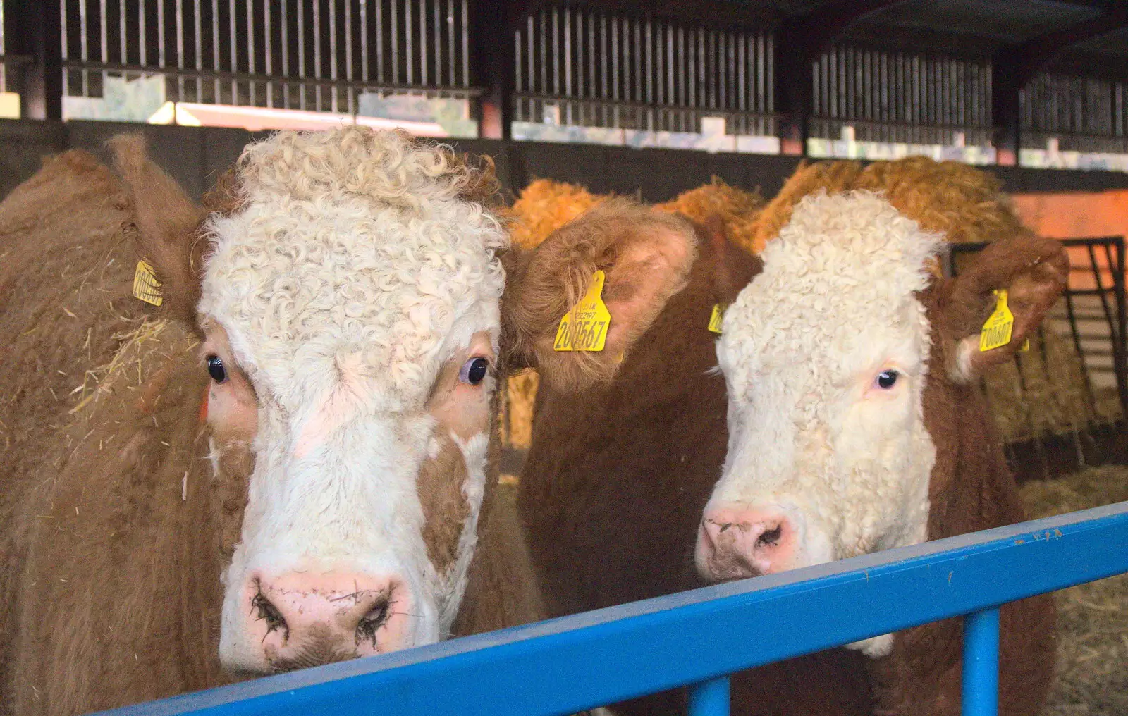 Cows in Church Farm's sheds, from Winter Walks with Sis and Matt, Brome and Thornham, Suffolk - 11th February 2012