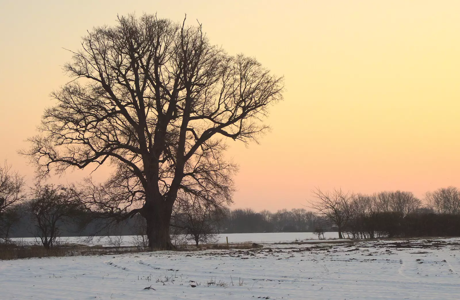 Winter tree, from Winter Walks with Sis and Matt, Brome and Thornham, Suffolk - 11th February 2012