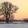 Winter tree, Winter Walks with Sis and Matt, Brome and Thornham, Suffolk - 11th February 2012