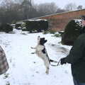 Alfie leaps after a snowball, Winter Walks with Sis and Matt, Brome and Thornham, Suffolk - 11th February 2012