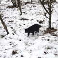 An invisible cat roams around, Winter Walks with Sis and Matt, Brome and Thornham, Suffolk - 11th February 2012