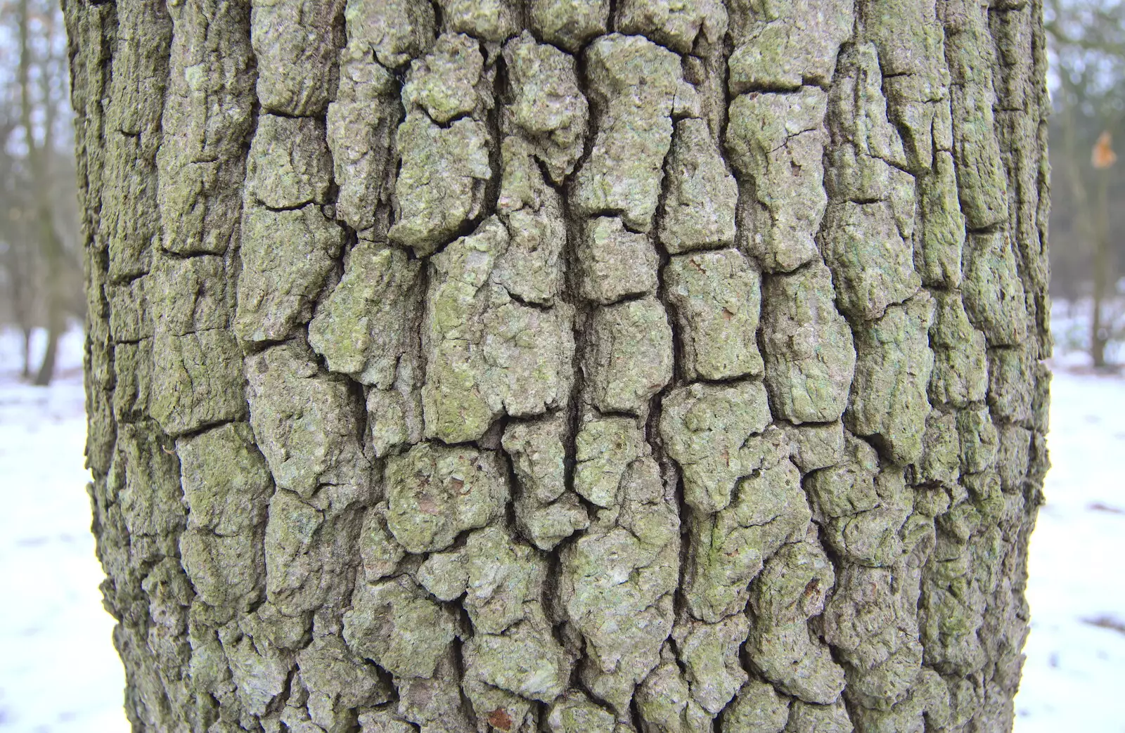 Chunky tree bark, from Winter Walks with Sis and Matt, Brome and Thornham, Suffolk - 11th February 2012